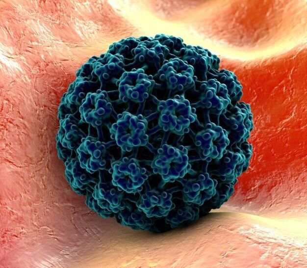 HPV کا 3D ماڈل ہاتھوں پر مسے کا باعث بنتا ہے۔